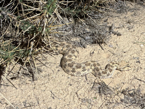 Desert Horned Viper