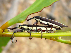 Rhinotia suturalis