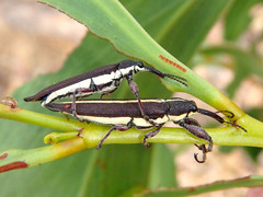 Rhinotia suturalis