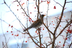Turdus pilaris
