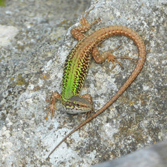 Erhard's Wall Lizard photo 4