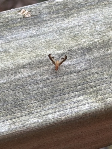 Unknown species found near N East St, Waynesburg, PA, US