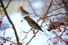 Bombycilla garrulus