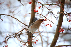 Bombycilla garrulus