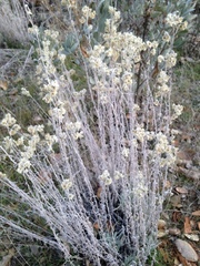 Pseudognaphalium beneolens