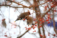 Bombycilla garrulus