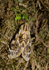 Hypercompe nemophila