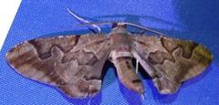 Hypochrosis binexata