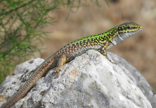 Erhard's Wall Lizard, photo 8 of 8
