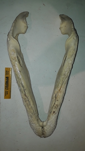 Southern African Crocodile