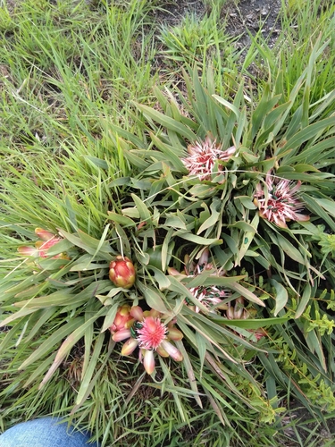 Protea paludosa image