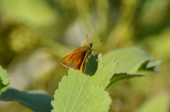 Corticea immocerinus