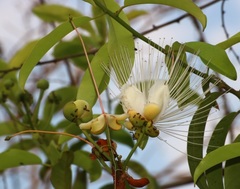 Capparis moonii