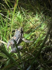Leptodactylus latinasus