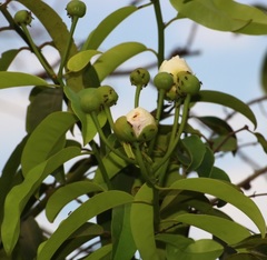 Capparis moonii