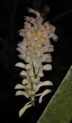Dendrobium smillieae