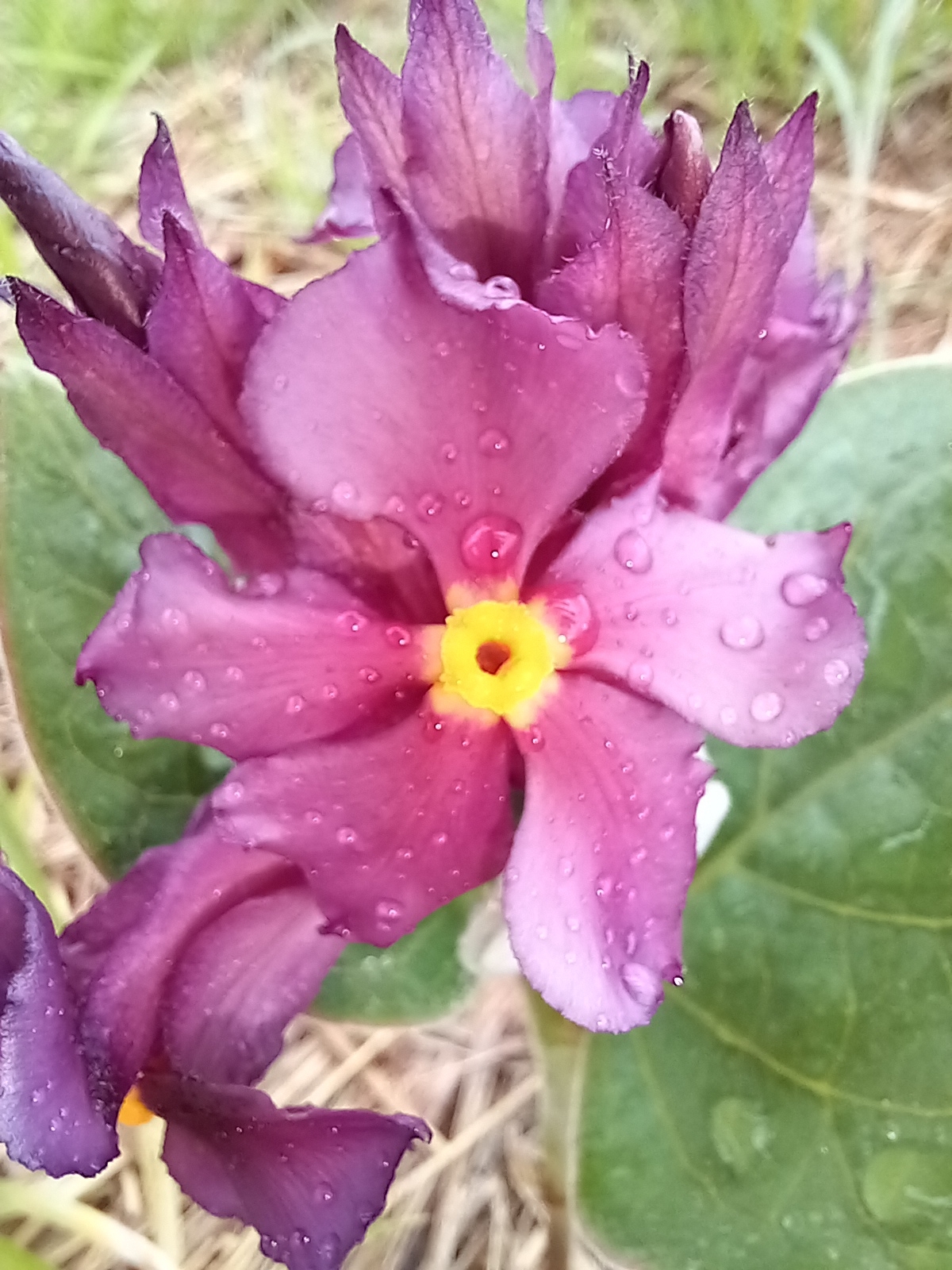Rhodocalyx rotundifolius