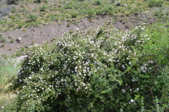 Rosa maracandica