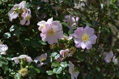 Rosa maracandica