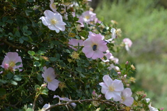 Rosa maracandica