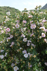 Rosa maracandica