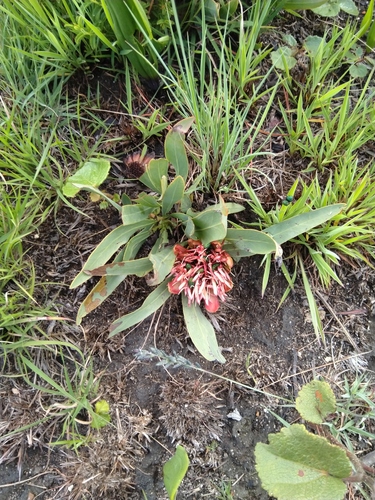 Protea paludosa subsp. paludosa image