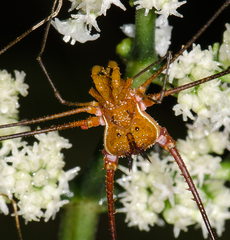 Ventrivomer ancyrophorus
