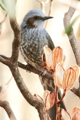 Hypsipetes amaurotis