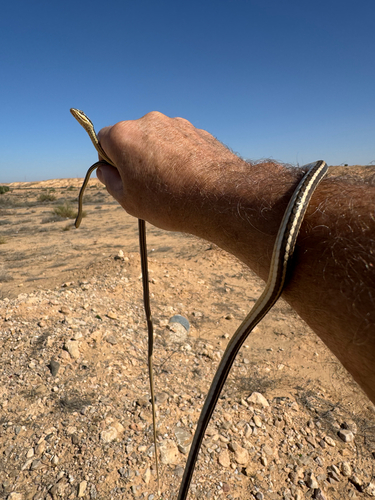 Forskal Sand Snake