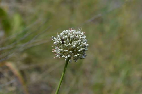 Allium oreoscordum