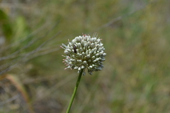 Allium oreoscordum