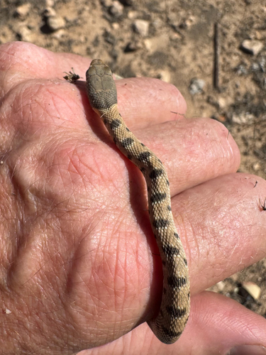 Algerian Whip Snake