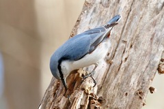Sitta europaea clara