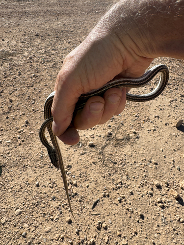 Forskal Sand Snake