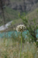 Allium oreoscordum