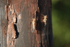 Cicada cretensis