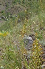 Eremurus czatkalicus