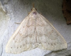 Chytolita morbidalis