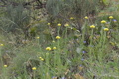 Helichrysum maracandicum