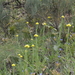 Helichrysum maracandicum - Photo (c) Aleksandr Naumenko, μερικά δικαιώματα διατηρούνται (CC BY-NC), uploaded by Aleksandr Naumenko