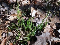 Luzula acuminata acuminata