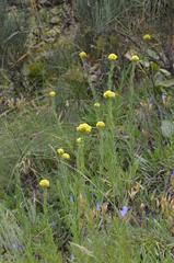 Helichrysum maracandicum