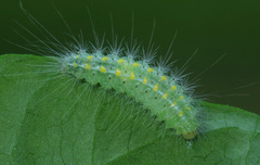 Pterophorus pentadactyla