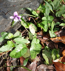 Viola inconspicua nagasakiensis