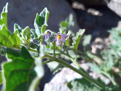 Solanum grandidentatum, photograph 4