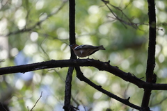 Fringilla coelebs
