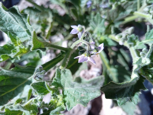 Solanum grandidentatum, photograph 5