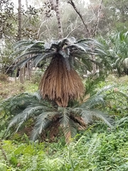 Cycas