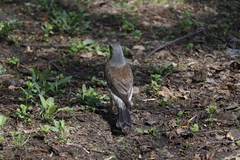 Turdus pilaris