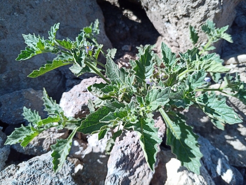 Solanum grandidentatum, photograph 6
